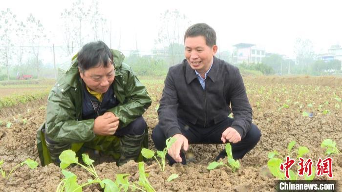 湖南祁阳农技专家田间地头指导秋冬种